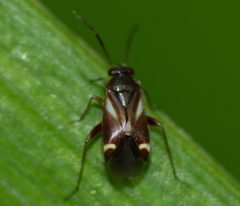 Leucophoropterini by (c) Steve Kerr, some rights reserved (CC BY), uploaded by Steve Kerr. Used under a CC-BY license.