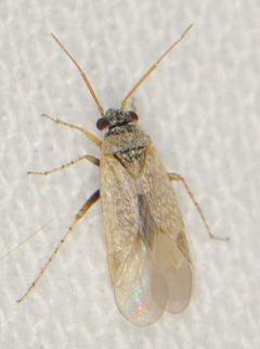 Megalopsallus sparsus by (c) Elliott Gordon, some rights reserved (CC BY), uploaded by Elliott Gordon. Used under a CC-BY license.