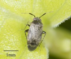 Rhinacloa forticornis by no rights reserved, uploaded by Jesse Rorabaugh. Used under a CC0 license.