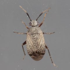 Rhinacloa forticornis by (c) Victor Engel, some rights reserved (CC BY), uploaded by Victor Engel. Used under a CC-BY license.