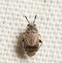 Rhinacloa forticornis by (c) Justin Williams, some rights reserved (CC BY), uploaded by Justin Williams. Used under a CC-BY license.