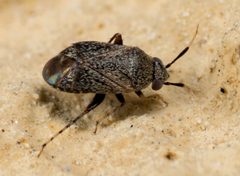 Rhinacloa forticornis by no rights reserved, uploaded by Jesse Rorabaugh. Used under a CC0 license.