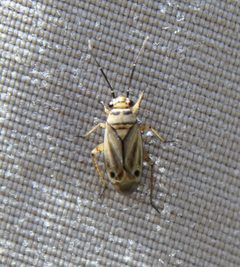 Phyllopidea by (c) Rebecca Ray, some rights reserved (CC BY), uploaded by Rebecca Ray. Used under a CC-BY license.