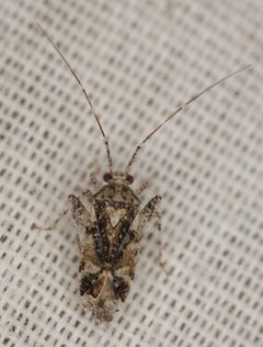 Phytocoris albifrons by (c) Andrew Meeds, some rights reserved (CC BY), uploaded by Andrew Meeds. Used under a CC-BY license.