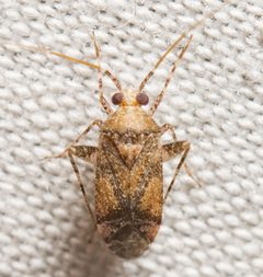 Phytocoris breviusculus by (c) Justin Williams, some rights reserved (CC BY), uploaded by Justin Williams. Used under a CC-BY license.