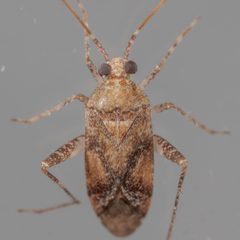 Phytocoris breviusculus by (c) Victor Engel, some rights reserved (CC BY), uploaded by Victor Engel. Used under a CC-BY license.