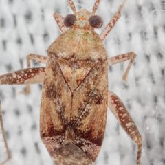 Phytocoris breviusculus by (c) Victor Engel, some rights reserved (CC BY), uploaded by Victor Engel. Used under a CC-BY license.