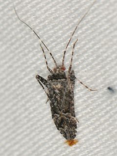 Phytocoris cercocarpi by (c) Elliott Gordon, some rights reserved (CC BY), uploaded by Elliott Gordon. Used under a CC-BY license.