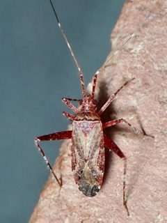 Phytocoris nicholi by (c) Sue Carnahan, some rights reserved (CC BY), uploaded by Sue Carnahan. Used under a CC-BY license.