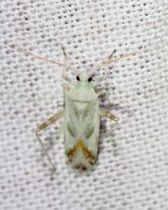 Phytocoris seminotatus by (c) Roger Rittmaster, some rights reserved (CC BY), uploaded by Roger Rittmaster. Used under a CC-BY license.