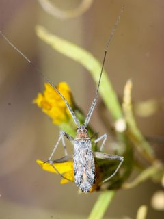 Phytocoris squamosus by (c) Andrew Meeds, some rights reserved (CC BY), uploaded by Andrew Meeds. Used under a CC-BY license.