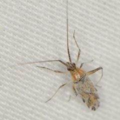 Phytocoris squamosus by (c) Elliott Gordon, some rights reserved (CC BY), uploaded by Elliott Gordon. Used under a CC-BY license.