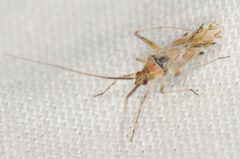 Phytocoris squamosus by (c) Elliott Gordon, some rights reserved (CC BY), uploaded by Elliott Gordon. Used under a CC-BY license.