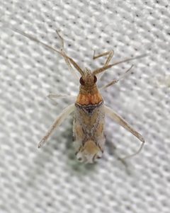 Phytocoris squamosus by (c) Roger Rittmaster, some rights reserved (CC BY), uploaded by Roger Rittmaster. Used under a CC-BY license.