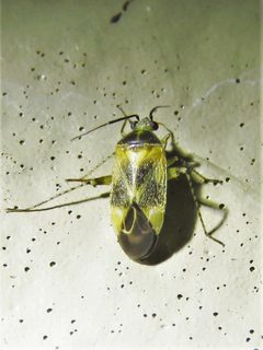 Plagiognathus blatchleyi by (c) Annika Lindqvist, some rights reserved (CC BY), uploaded by Annika Lindqvist. Used under a CC-BY license.
