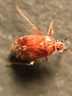 Plagiognathus grandis by (c) Jared Shorma, some rights reserved (CC BY), uploaded by Jared Shorma. Used under a CC-BY license.