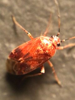 Plagiognathus grandis by (c) Jared Shorma, some rights reserved (CC BY), uploaded by Jared Shorma. Used under a CC-BY license.