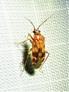 Plagiognathus grandis by (c) Annika Lindqvist, some rights reserved (CC BY), uploaded by Annika Lindqvist. Used under a CC-BY license.