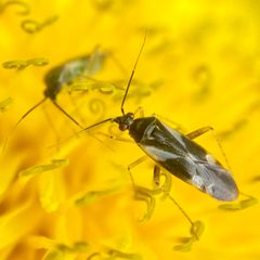 Plagiognathus obscurus by (c) Michelle Orcutt, some rights reserved (CC BY), uploaded by Michelle Orcutt. Used under a CC-BY license.