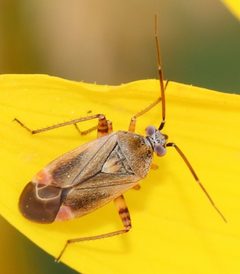Polymerus basalis by (c) Catherine C. Galley, some rights reserved (CC BY), uploaded by Catherine C. Galley. Used under a CC-BY license.