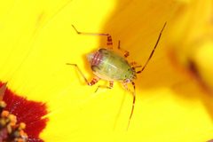 Polymerus basalis by (c) Rich Sommer, some rights reserved (CC BY), uploaded by Rich Sommer. Used under a CC-BY license.