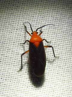 Prepops atripennis by (c) Annika Lindqvist, some rights reserved (CC BY), uploaded by Annika Lindqvist. Used under a CC-BY license.