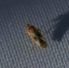 Psallus haematodes by (c) Sandy Rae, some rights reserved (CC BY). Used under a CC-BY license.