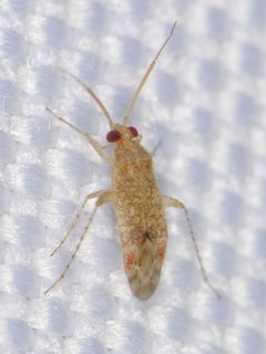 Roburocoris maculosus by (c) Elliott Gordon, some rights reserved (CC BY), uploaded by Elliott Gordon. Used under a CC-BY license.