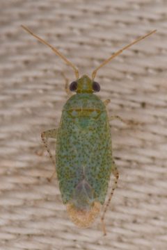Stictopsallus aspersus by (c) Trevor Van Loon, some rights reserved (CC BY), uploaded by Trevor Van Loon. Used under a CC-BY license.