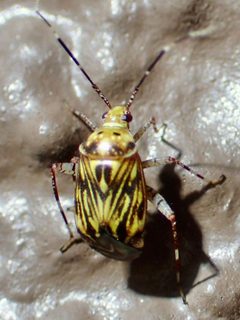 Taedia fasciola by (c) Sue Carnahan, some rights reserved (CC BY), uploaded by Sue Carnahan. Used under a CC-BY license.