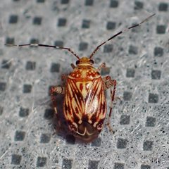Taedia fasciola by (c) Sue Carnahan, some rights reserved (CC BY), uploaded by Sue Carnahan. Used under a CC-BY license.