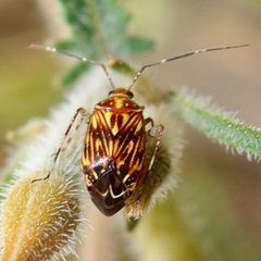 Taedia fasciola by (c) Sue Carnahan, some rights reserved (CC BY), uploaded by Sue Carnahan. Used under a CC-BY license.
