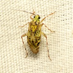 Taedia marmorata by (c) Katja Schulz, some rights reserved (CC BY). Used under a CC-BY license.