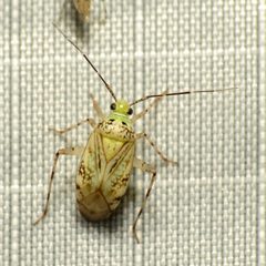 Taedia marmorata by (c) Katja Schulz, some rights reserved (CC BY). Used under a CC-BY license.