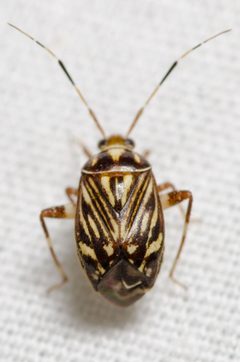 Taedia virgulata by (c) Justin Williams, some rights reserved (CC BY), uploaded by Justin Williams. Used under a CC-BY license.
