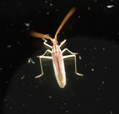 Trigonotylus pulcher by (c) Luke Padon, some rights reserved (CC BY), uploaded by Luke Padon. Used under a CC-BY license.