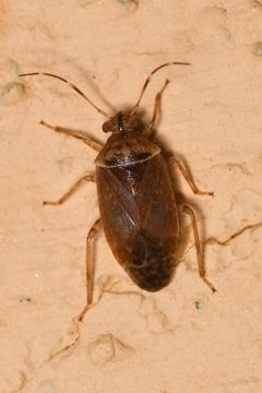 Tropidosteptes by (c) Trevor Van Loon, some rights reserved (CC BY), uploaded by Trevor Van Loon. Used under a CC-BY license.