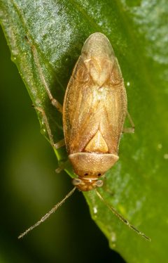 Tropidosteptes pacificus by (c) Josh Boe, some rights reserved (CC BY), uploaded by Josh Boe. Used under a CC-BY license.