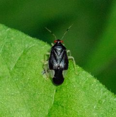 Tropidosteptes tricolor by (c) Justin Williams, some rights reserved (CC BY), uploaded by Justin Williams. Used under a CC-BY license.