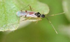 Tupiocoris agilis by (c) Even Dankowicz, some rights reserved (CC BY), uploaded by Even Dankowicz. Used under a CC-BY license.