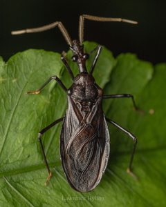 Ectrichodiinae by (c) Lawrence Hylton, some rights reserved (CC BY), uploaded by Lawrence Hylton. Used under a CC-BY license.