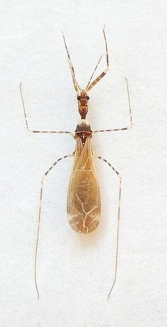 Stenolemoides arizonensis by (c) jimeckert49, some rights reserved (CC BY). Used under a CC-BY license.