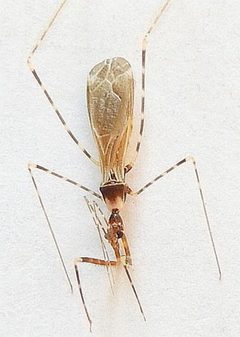 Stenolemoides arizonensis by (c) jimeckert49, some rights reserved (CC BY). Used under a CC-BY license.