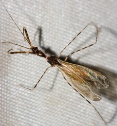 Stenolemoides arizonensis by (c) Andrew Meeds, some rights reserved (CC BY), uploaded by Andrew Meeds. Used under a CC-BY license.