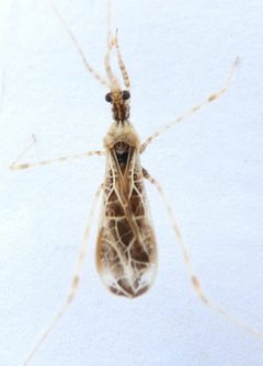 Stenolemus longicornis by (c) jimeckert49, some rights reserved (CC BY). Used under a CC-BY license.