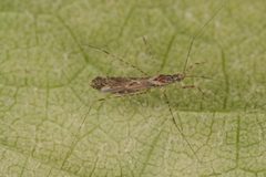 Empicoris culiciformis by (c) ingridaltmann, some rights reserved (CC BY). Used under a CC-BY license.