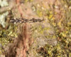 Empicoris errabundus by (c) skitterbug, some rights reserved (CC BY), uploaded by skitterbug. Used under a CC-BY license.