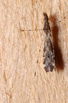 Empicoris errabundus by (c) Chris Baer, some rights reserved (CC BY), uploaded by Chris Baer. Used under a CC-BY license.