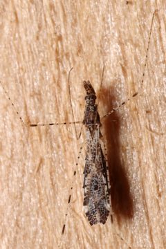 Empicoris errabundus by (c) Chris Baer, some rights reserved (CC BY), uploaded by Chris Baer. Used under a CC-BY license.
