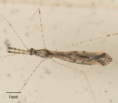 Empicoris rubromaculatus by no rights reserved, uploaded by Jesse Rorabaugh. Used under a CC0 license.
